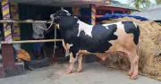 নড়াইলে বাহুবলী নামের ১১০০ কেজি ওজনের ষাঁড় কোরবানির ঈদে বিশেষ আকর্ষণ