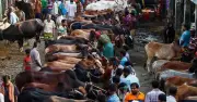 কোরবানির ঈদে শরিকে কোরবানির নিয়ম ও সতর্কতা