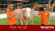 সাড়ে ৬ লাখে বিক্রি ‘নেতানিয়াহু’ মহিষ: এলবিনো জাতের বিরল প্রাণী