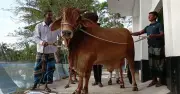 বাগেরহাটে ১২০০ কেজির ব্রাহ্মা ষাঁড় ‘লালবাদশা’, দাম ১০ লাখ টাকা