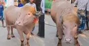 নারায়ণগঞ্জে গোলাপি মহিষ ‘ডোনাল্ড ট্রাম্প’ বিক্রি হয়েছে ৩ লাখ ৭৯ হাজার টাকায়