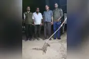 বাগডাশ পিটিয়ে হত্যার পর গাছে ঝুলিয়ে রাখার অভিযোগ