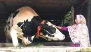 জামালপুরে ৩২ মণ ওজনের ‘জমিদার’ গরু, দাম ১৩ লাখ টাকা