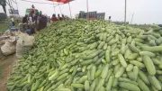 রংপুরে শসা চাষে বাম্পার ফলন, কৃষকের মুখে হাসি