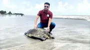 কুয়াকাটায় বিরল অলিভ রিডলি কচ্ছপ উদ্ধার, জামায়াত নেতার বাড়ি থেকে চাল উদ্ধার