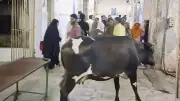 ময়মনসিংহ মেডিকেলে গাভি ঘোরার ছবি ভাইরাল, ব্যবস্থা নেওয়ার আশ্বাস