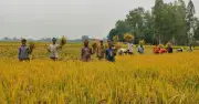 দিনাজপুরে বোরো ধান কাটা শুরু, শ্রমিক সংকটে কৃষক বিপাকে