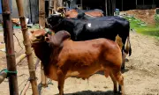 কক্সবাজারে ২২ মণের ‘লাল বাহাদুর’ ও ২০ মণের ‘কালো মানিক’, দাম ১৫ লাখ