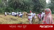 নাটোরে বিধবার ধান কেটে দিল বিএনপি নেতাকর্মীরা