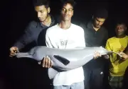 বরগুনায় বিষখালী নদীতে জেলের বড়শিতে ধরা পড়ল ডলফিন