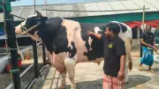 শেরপুরে ৩৩ মণ ওজনের ষাঁড় ‘বাংলার ডন’ সবার নজর কাড়ছে