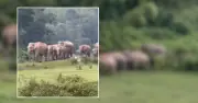 বান্দরবানে অসুস্থ বন্য মা হাতির মৃত্যু, এলাকায় চাঞ্চল্য