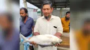 এক ইলিশেই বাজিমাত, রেকর্ড দামে বিক্রি; বিসিবি নির্বাচনে হাইকোর্টের হস্তক্ষেপ নেই