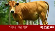 মৃত ব্যক্তির নামে কুরবানি: বিধান ও গোশত বিতরণের নিয়ম