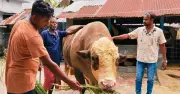নেইমার নামের বিশালাকার ষাঁড়টির দাম ১২ লাখ টাকা