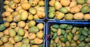 প্রাকৃতিক আম চেনার ৫টি সহজ উপায়