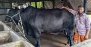 ৪৫ মণ ওজনের ‘কালো মানিক’ ষাঁড়টি বিক্রি করবেন খামারি সোহাগ মৃধা