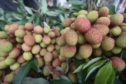 লিচুর বিচি গলায় আটকে ১০ মাসের শিশুর মৃত্যু