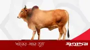 অনলাইনে কুরবানির পশু কেনার আগে জেনে নিন গুরুত্বপূর্ণ টিপস