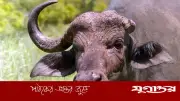 ভাঙা শিংয়ের পশু দিয়ে কুরবানি কি জায়েজ? ইসলাম কী বলে