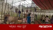 কেরানীগঞ্জে বিএনপি নেতাদের হাতে ৫ পশুর হাটের ইজারা, রাজস্ব কমেছে কোটিতে