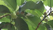 হারিয়ে যাওয়া ডেউয়া ফলের সন্ধান মৌলভীবাজারে