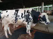 পিরোজপুরে ১১০০ কেজির বিশাল ষাঁড়, দাম ৮ লাখ টাকা