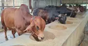 কোরবানির পশু উৎপাদনে শীর্ষে রাজশাহী বিভাগ, নওগাঁয় সবচেয়ে বেশি