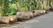 বোয়ালমারীতে খাল খননের নামে ২০০ গাছ কাটার অভিযোগ