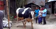 জামালপুরের জামাল মিয়া: প্রান্তিক খামারির ভালোবাসার গরু, দাম ৯ লাখ