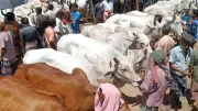 পশ্চিমবঙ্গে কোরবানির কড়াকড়ি নিয়মে ক্ষোভ, স্বর্ণের দাম কমেছে