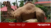 কুমিল্লায় কুরবানির হাটে রাজস্থানি উট ‘সুলতান’ তাক লাগিয়েছে