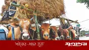 গরুর হাটে সুস্থ পশু চেনার উপায় ও করণীয়