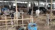 রংপুরে গরুর আবাসিক হোটেল, ব্যবসায়ীদের আস্থার জায়গা