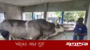 বরিশালে ট্রাক-মোটরসাইকেল সংঘর্ষে নিহত ২