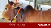 যে ভুলগুলো আপনার কুরবানি নষ্ট করতে পারে