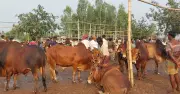 রংপুর বিভাগে কোরবানির জন্য ২০ লাখের বেশি পশু প্রস্তুত
