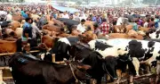 ঢাকায় ২৭ অস্থায়ী পশুর হাটের মধ্যে ১৯টির ইজারা সম্পন্ন