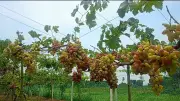 চুয়াডাঙ্গায় তরুণ উদ্যোক্তার আঙুর বাগান সবার নজর কেড়েছে