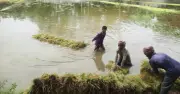 কুড়িগ্রামে অতিবৃষ্টিতে বোরো ধানের ব্যাপক ক্ষতি, কৃষকরা দিশাহারা