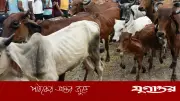 গরু কুরবানি না করার আহ্বান কলকাতার নাখোদা মসজিদের ইমামের