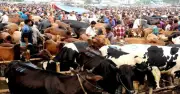 কোরবানি ভাগে দেওয়ার নিয়ম ও শর্ত কী কী?