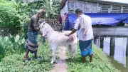 সাতক্ষীরায় ৭৬ কেজির দৈত্যাকার ছাগল, ঈদবাজারে সাড়া
