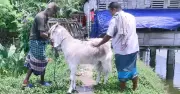 সাতক্ষীরায় ঘোড়ার মতো বড় তিন ছাগল, ঈদবাজারে সাড়া