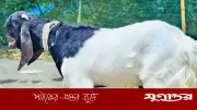 ফেনীর পশুর হাটে তোতাপুরি খাসি, দাম ১ লাখ টাকা