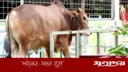 ওজন করে কুরবানির পশু কেনা কি জায়েজ? ইসলামি শরিয়তের ব্যাখ্যা