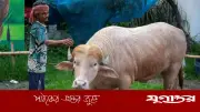 নারায়ণগঞ্জের সোনালি চুলের মহিষ ‘ডোনাল্ড ট্রাম্প’ ভাইরাল
