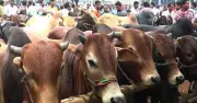 কোরবানির ঈদ: নামাজের আগে কোরবানি হলে কী হবে? জেনে নিন সঠিক সময়