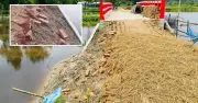 গৌরীপুরে সেতুর সংযোগ সড়ক ধস, অনিয়মের অভিযোগ