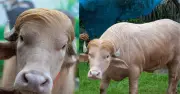 সোনালি চুলের মহিষ ‘ডোনাল্ড ট্রাম্প’ কোরবানির আগেই ভাইরাল